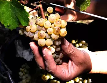 Au fil de la vigne